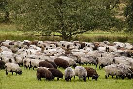 مطلوب راعي ماشية كبيرة براتب 55 ألف ليرة